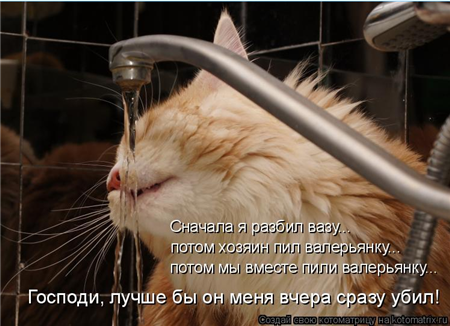 котоматрицы с кошками котоматрицы с кошками