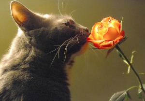 как приручили кошку