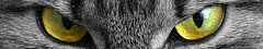 глаза кошки