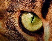 кошачий глаз