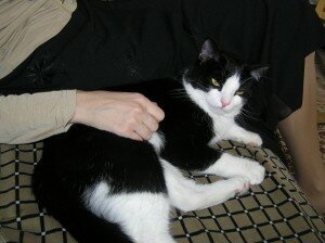 кошкотерапия