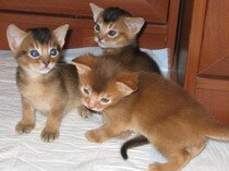 Абиссинский котенок