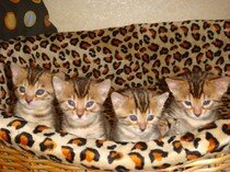 Бенгальский котенок