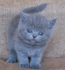 Британский котенок
