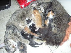 cat-and-kitttens cat-and-kitttens