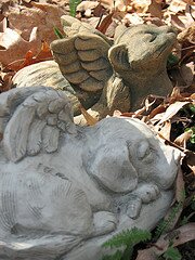 dog-and-cat dog-and-cat