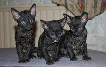 Корниш Рекс