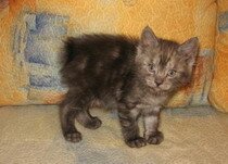 Курильский бобтейл