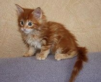 Котенок Мэйн Кун