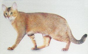 чаузи чаузи