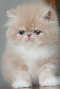 Персидский котенок