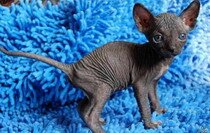 Канадский сфинкс