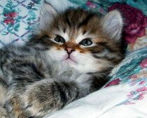 Сибирский котенок