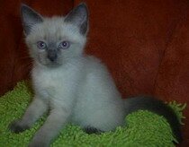 Тайский котенок