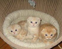 Скотиш-фолд