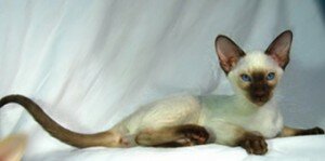 Сиамская кошка