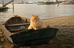 catonboat catonboat