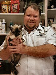 cat's doctor cat's doctor