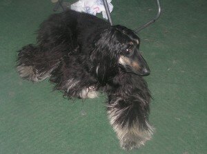 собака собака