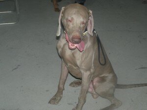 песик песик