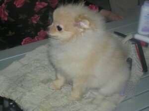 маленькая собачка маленькая собачка