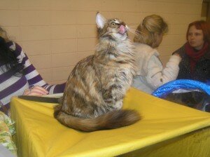 мейн-кун мейн-кун