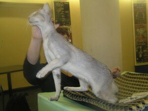 ориентальная кошка ориентальная кошка