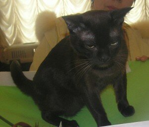 бурманский кот бурманский кот