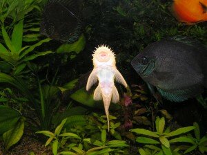 рыбка-присоска