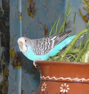 волнистый попугайчик волнистый попугайчик