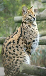 serval serval