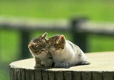 small-cats small-cats