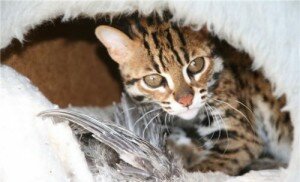 Бенгал Бенгал