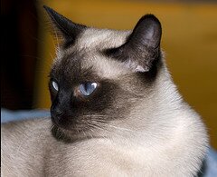 тайская кошка тайская кошка