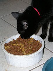 eating-cat eating-cat