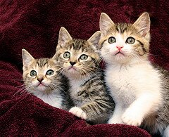 kittens kittens