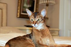 abyssinian-cat abyssinian-cat