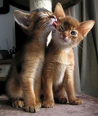 abyssinian abyssinian
