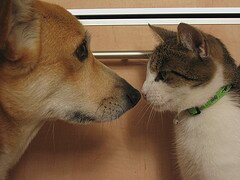cat-and-dog cat-and-dog