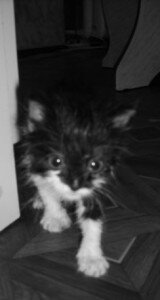 kitten1 kitten1