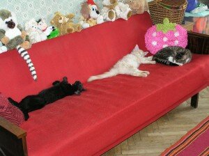 Три кота Три кота