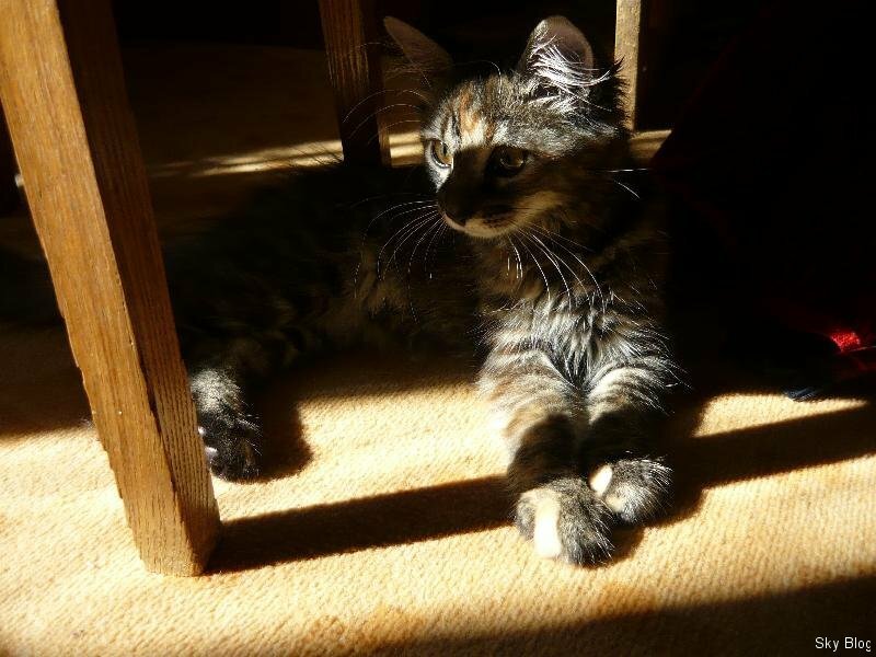 Красота и грация