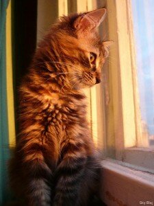 Солнечный котенок