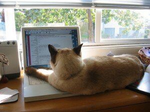 working-cat working-cat