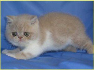 короткошерстная экзотическая кошка короткошерстная экзотическая кошка