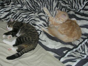 Чинга и Обаяси Чинга и Обаяси