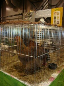 курицы курицы