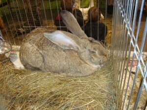 гигантский кролик гигантский кролик