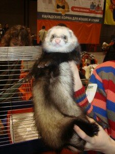 хорек хорек