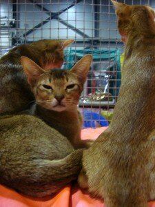 абиссинская кошка абиссинская кошка